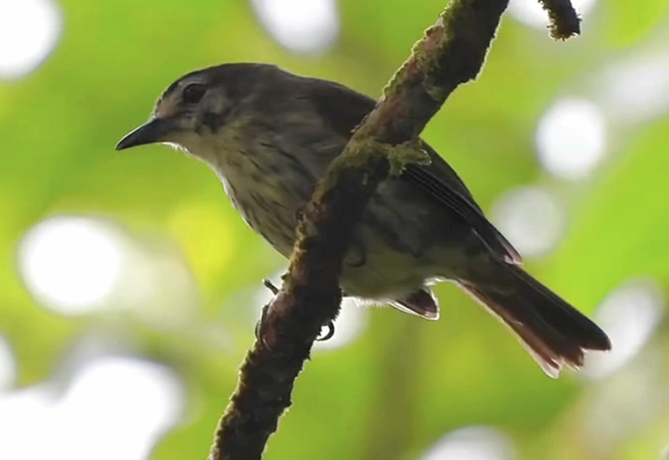 Negros Striped Babbler