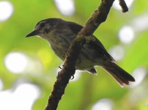 Negros Striped Babbler