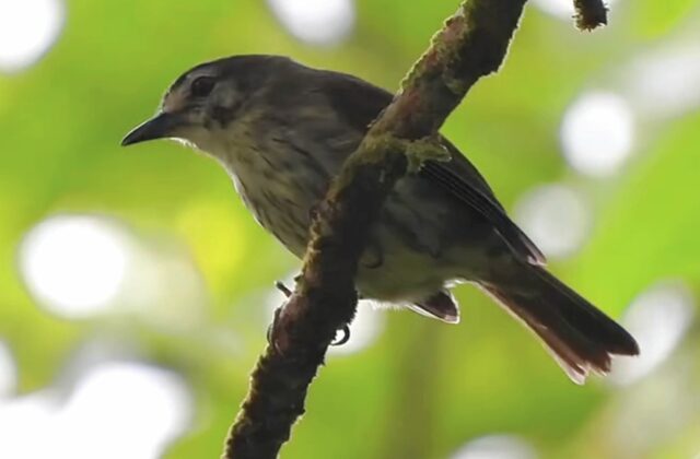Negros Striped Babbler