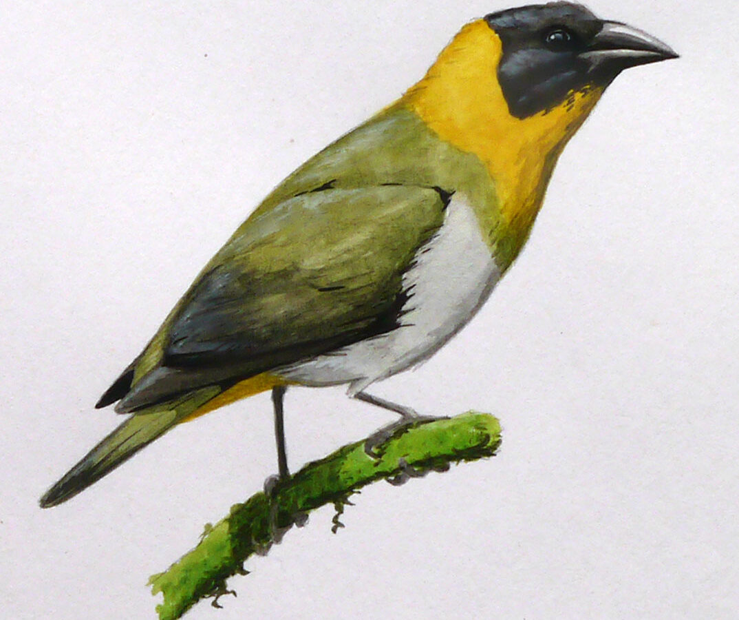 Nelicourvi Weaver