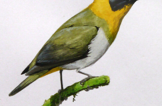 Nelicourvi Weaver