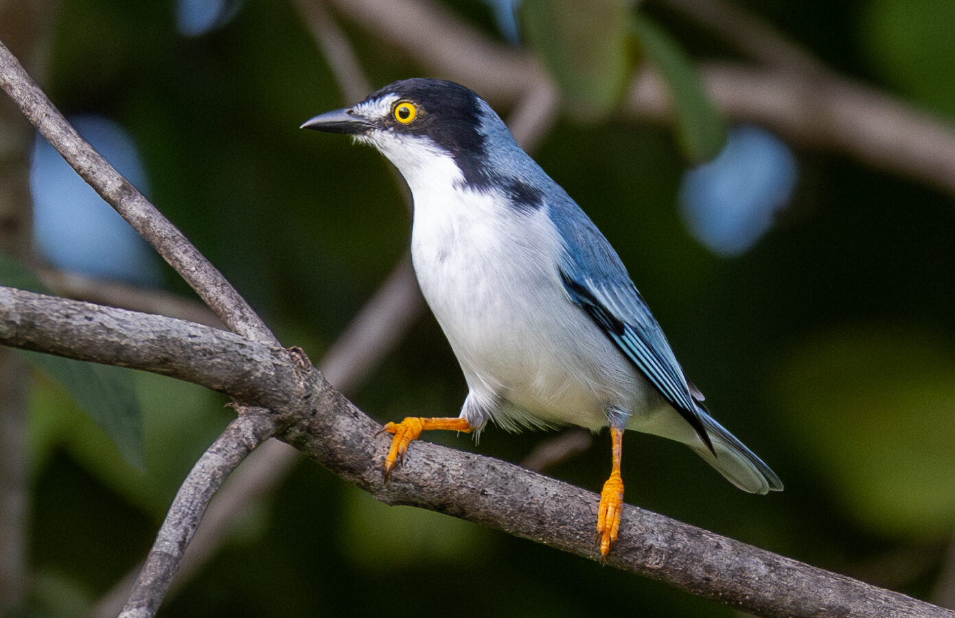 Hooded Tanager