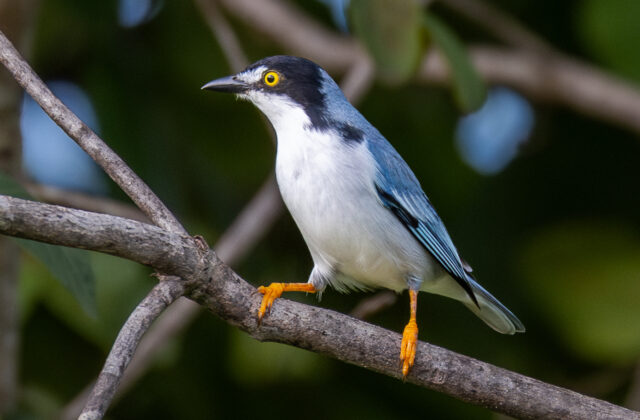 Hooded Tanager