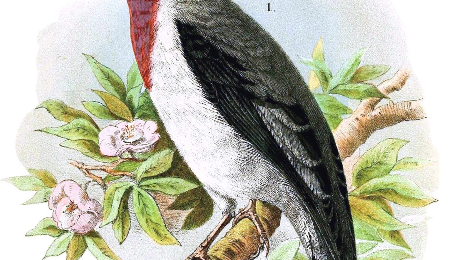 Cherry-throated Tanager