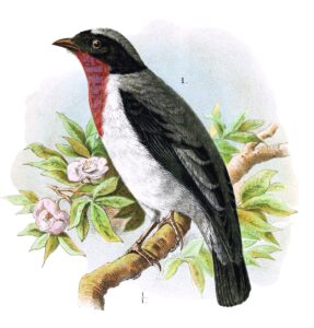 Cherry-throated Tanager