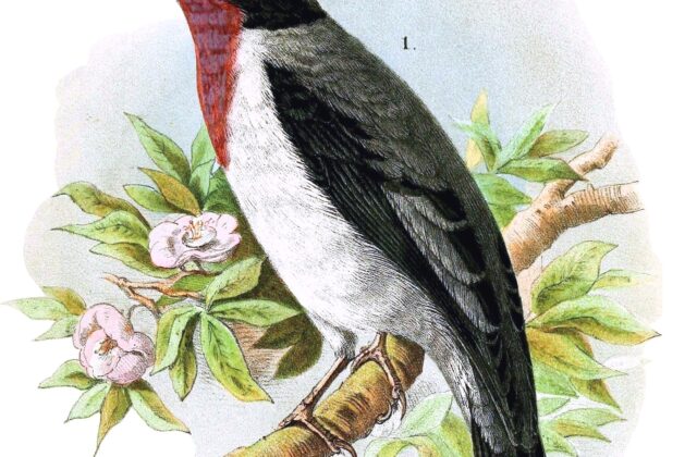 Cherry-throated Tanager