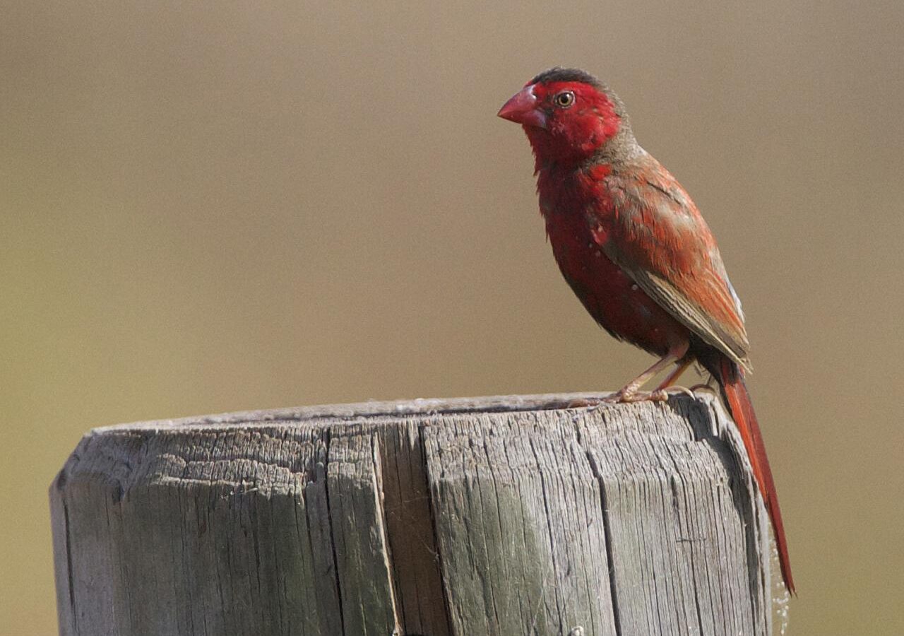 Crimson Finch