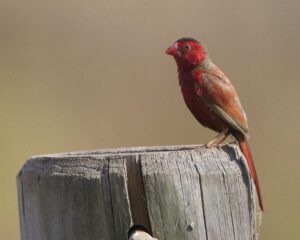 Crimson Finch