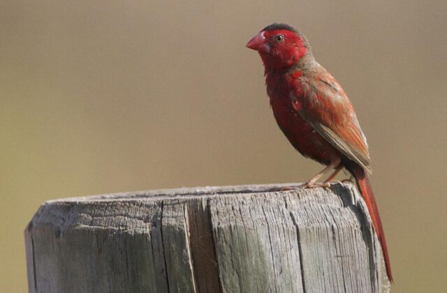Crimson Finch