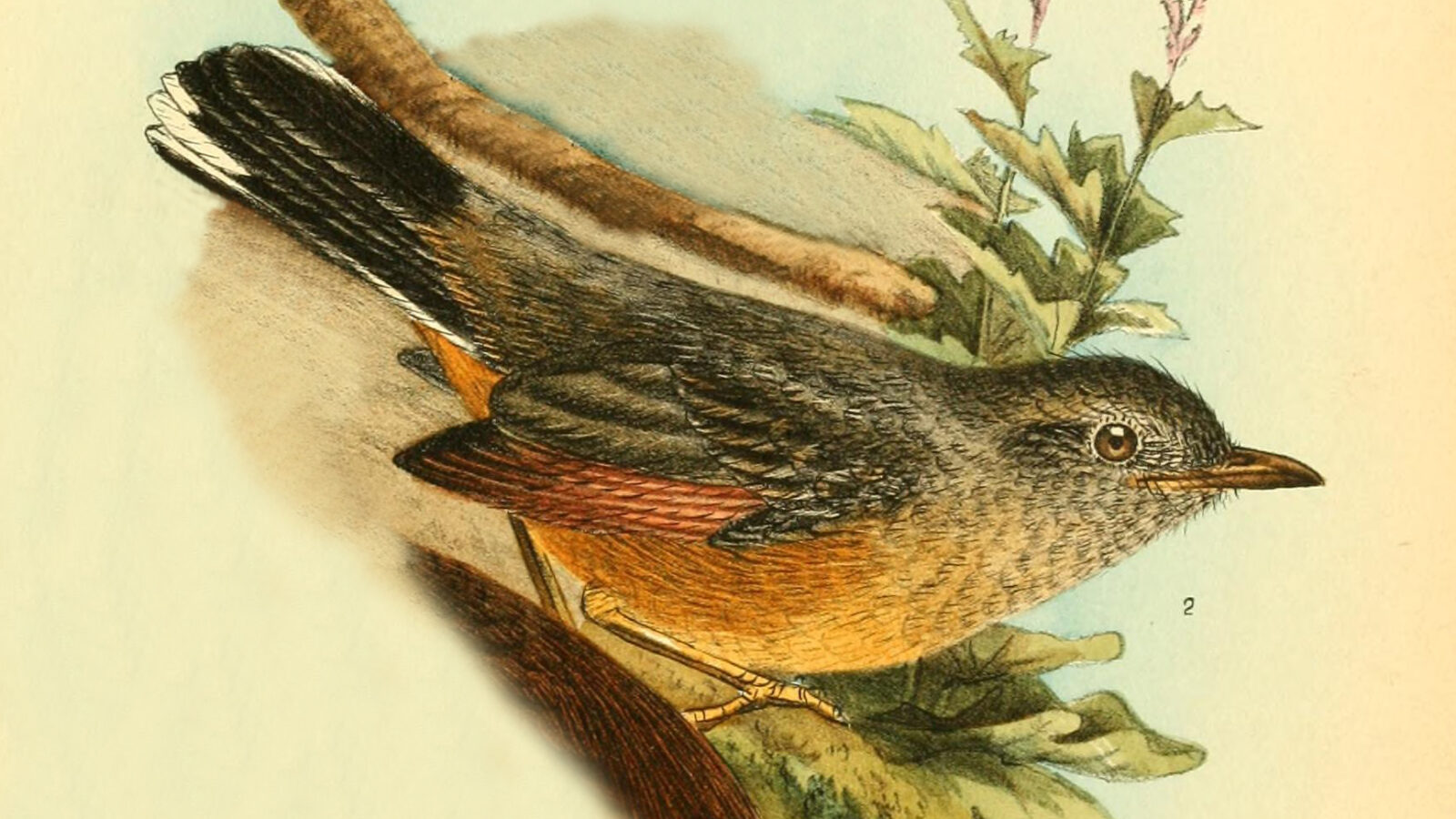 White-tailed Ant Thrush