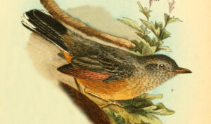White-tailed Ant Thrush