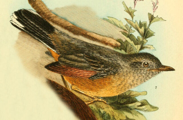 White-tailed Ant Thrush