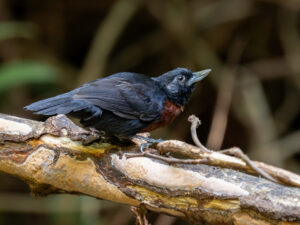 Black Bushbird