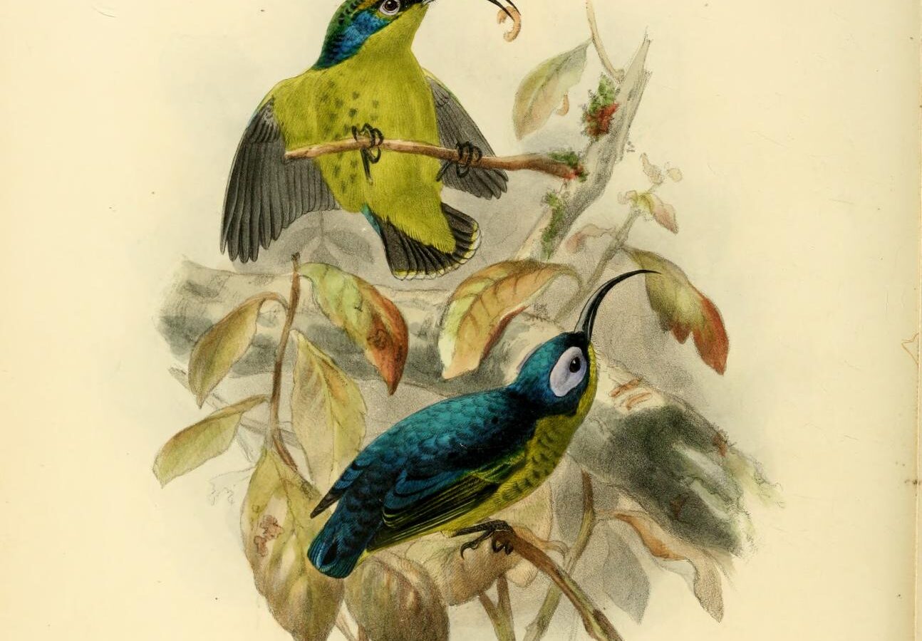 Common Sunbird-Asity