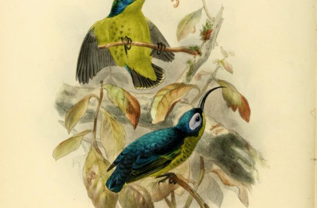 Common Sunbird-Asity