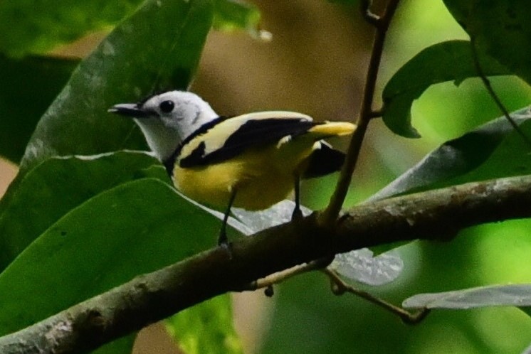 Buff-bellied Monarch