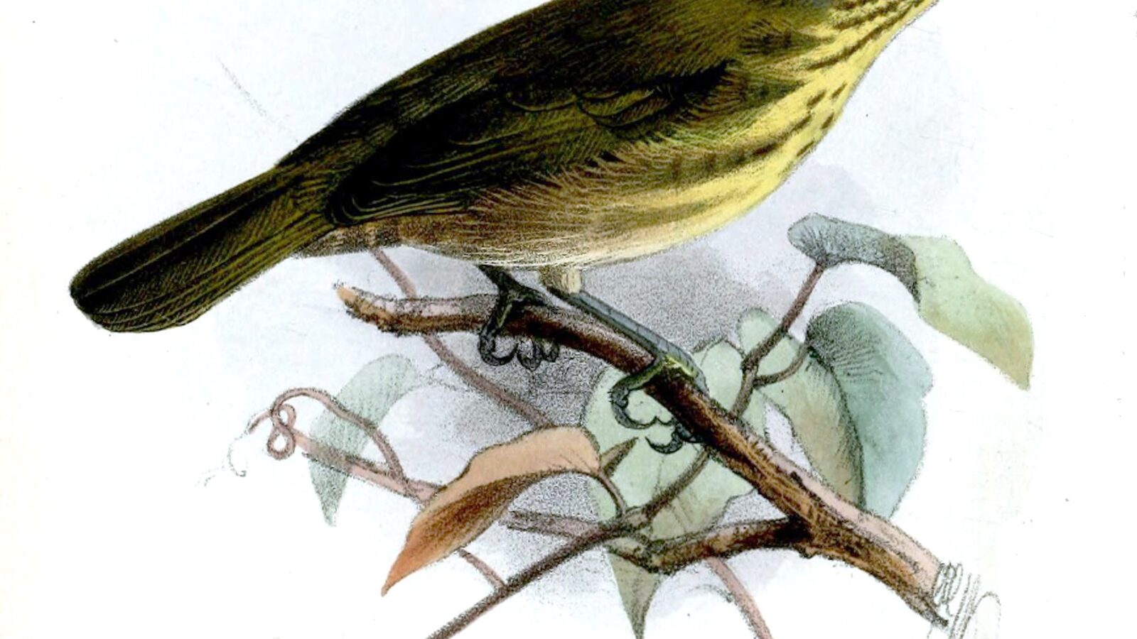 Stripe-throated Jery