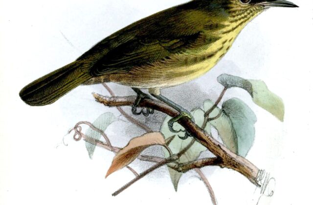Stripe-throated Jery