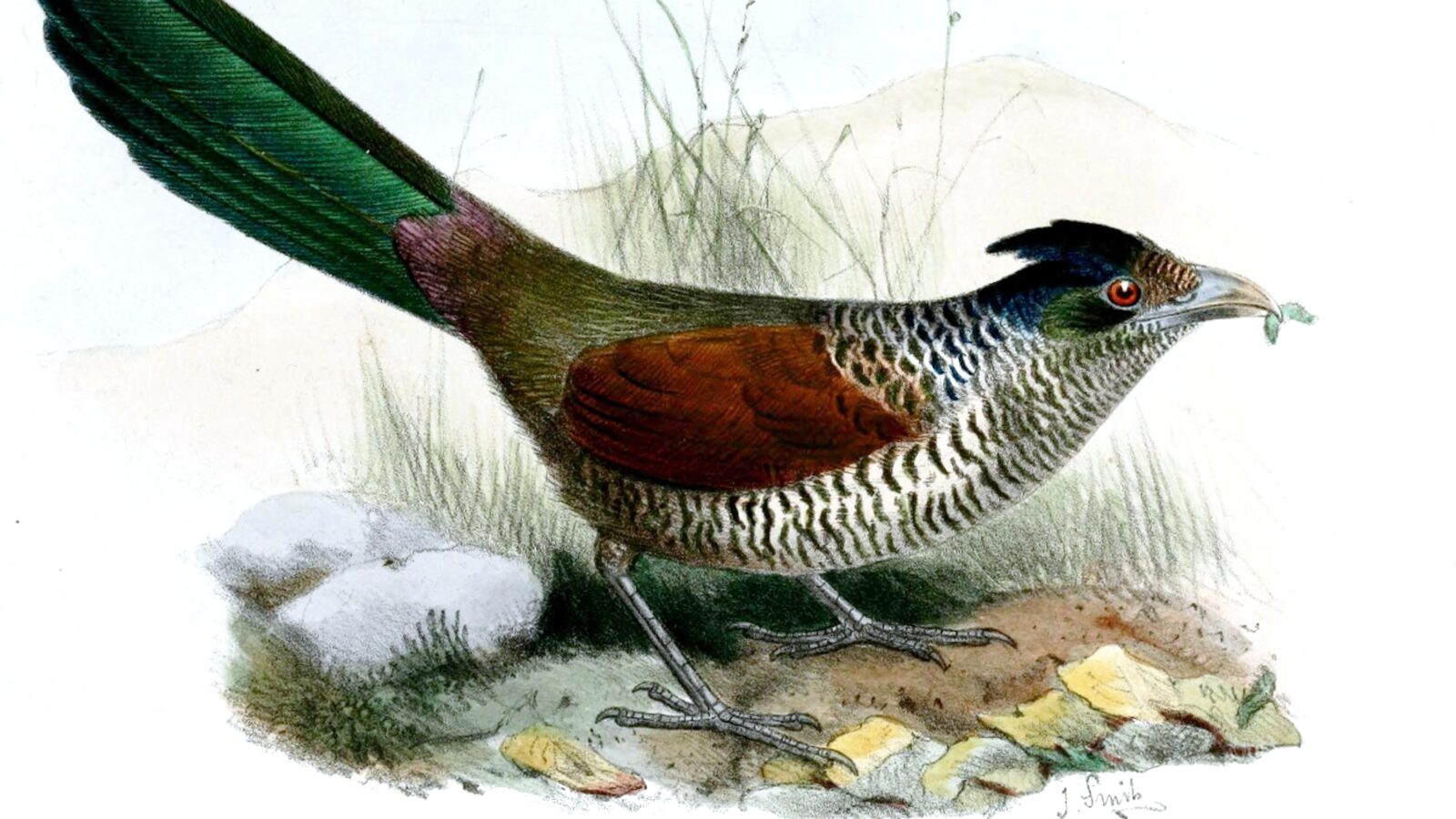 Banded Ground Cuckoo