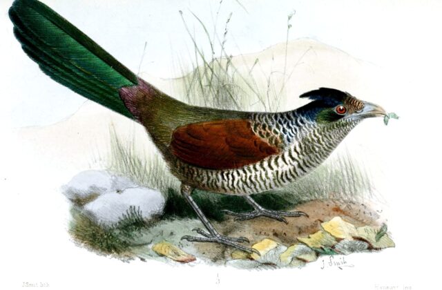 Banded Ground Cuckoo
