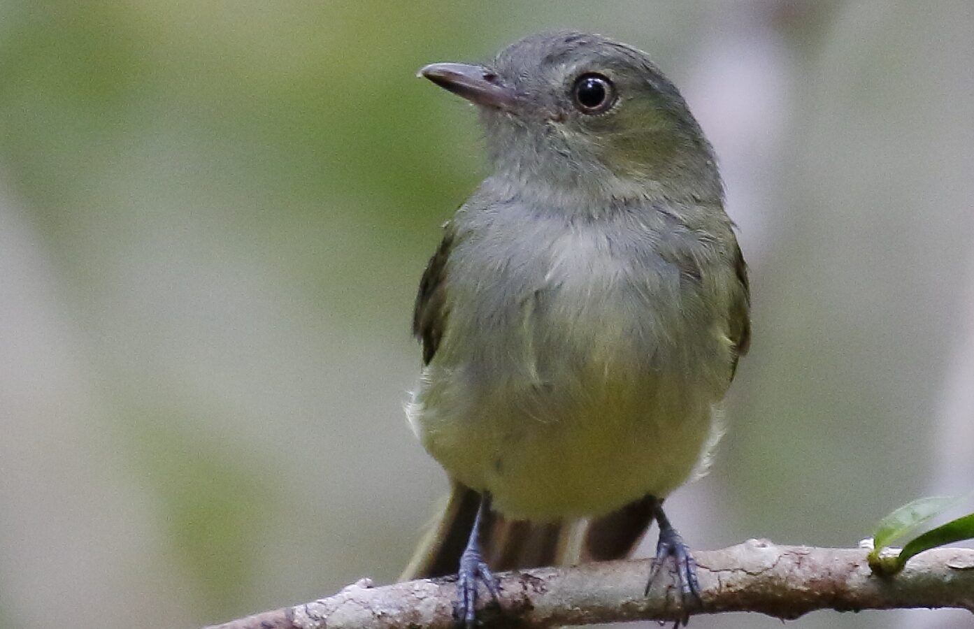 Wied’s Tyrant-Manakin