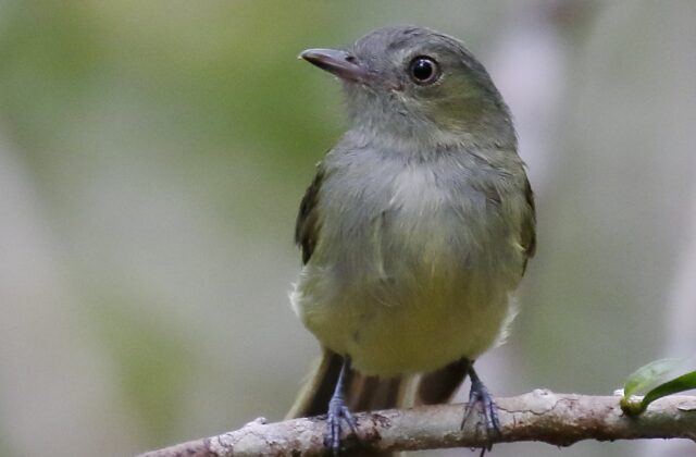 Wied’s Tyrant-Manakin