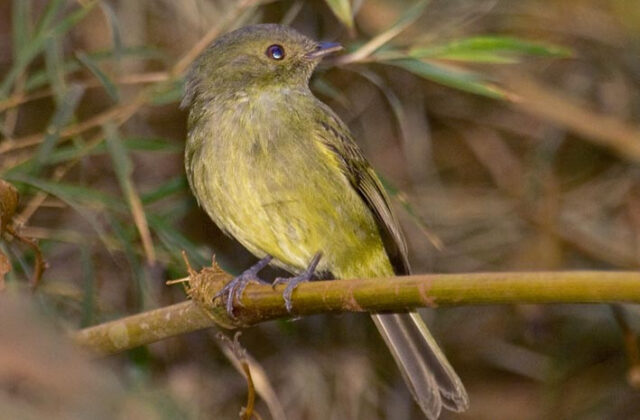Serra do Mar Tyrant-Manakin