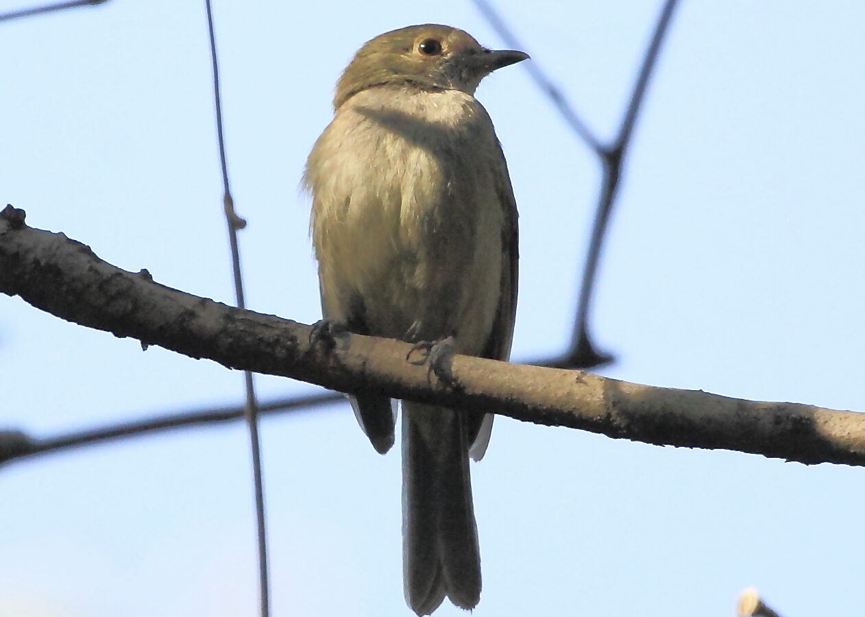 Pale-bellied Tyrant-Manakin
