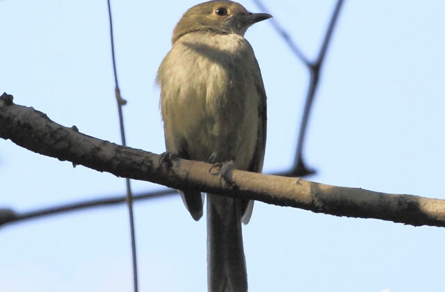 Pale-bellied Tyrant-Manakin