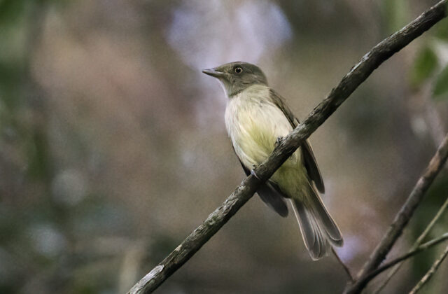 Sulphur-bellied Tyrant-Manakin
