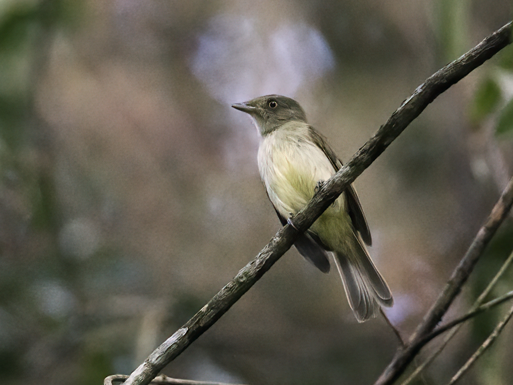 Sulphur-bellied Tyrant-Manakin