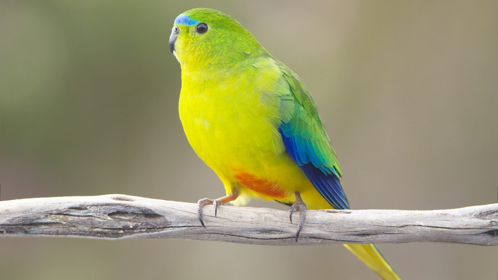 Orange-bellied Parrot