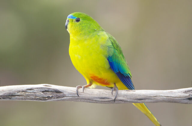 Orange-bellied Parrot