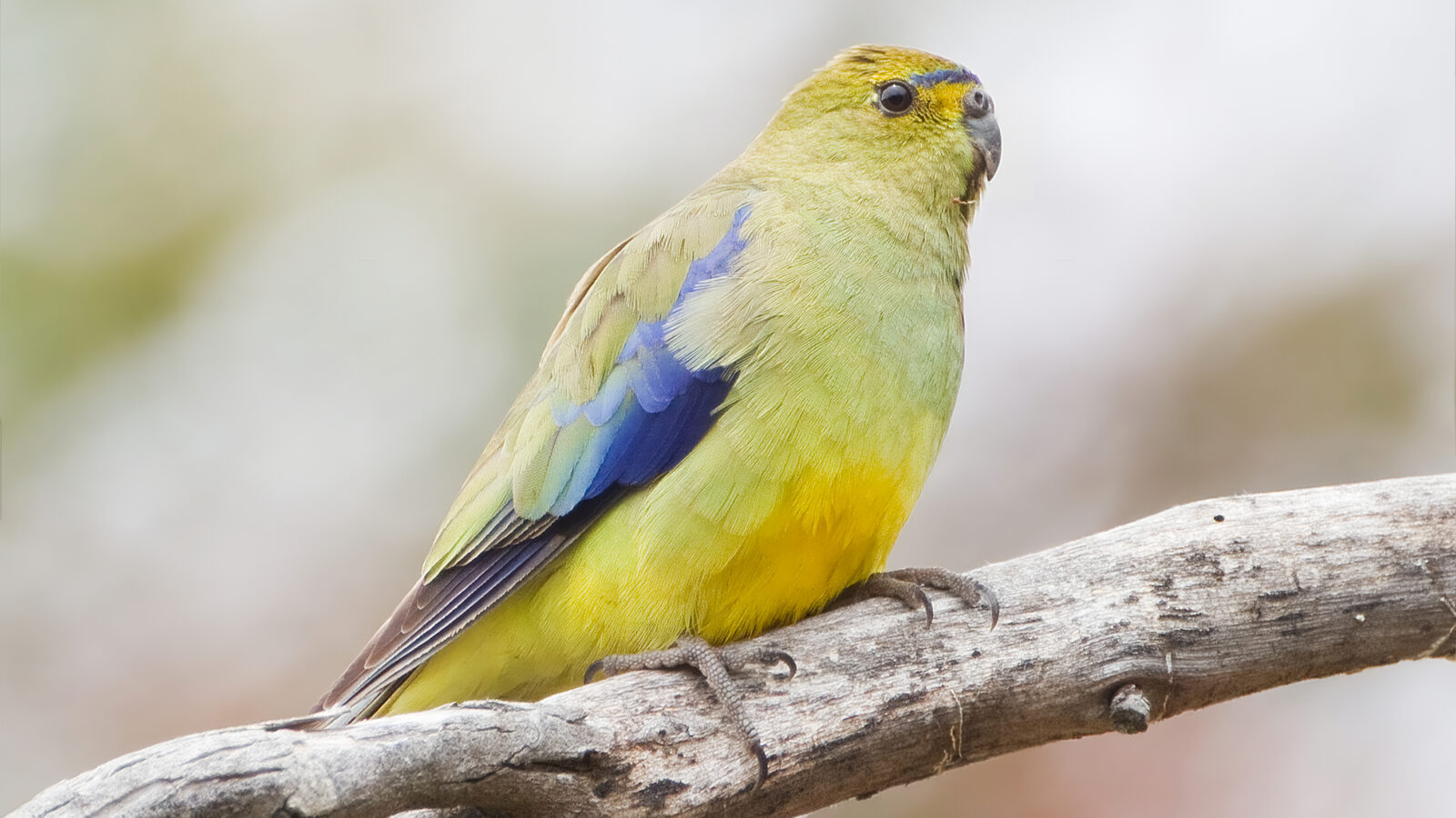 Blue-winged Parrot