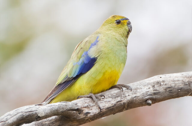 Blue-winged Parrot