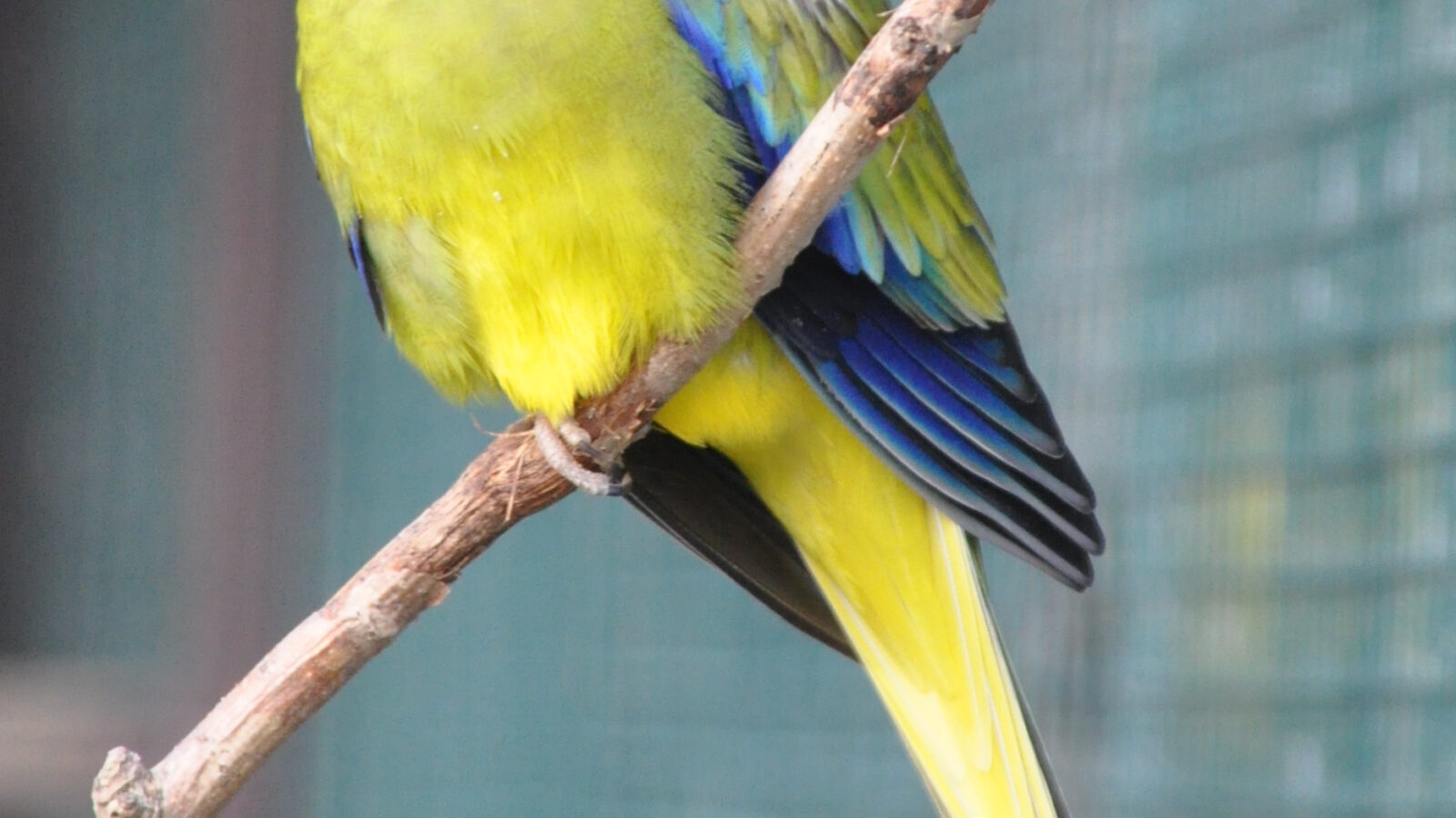Elegant Parrot