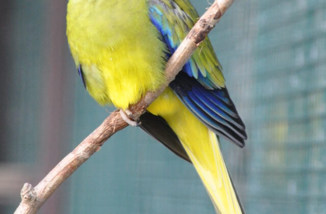 Elegant Parrot