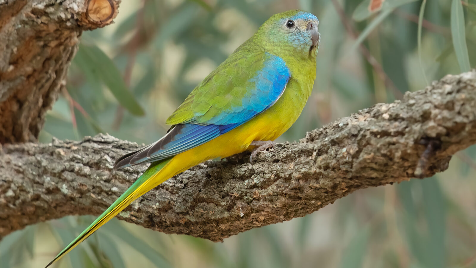 Turquoise Parrot