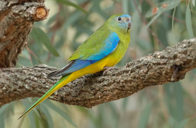 Turquoise Parrot