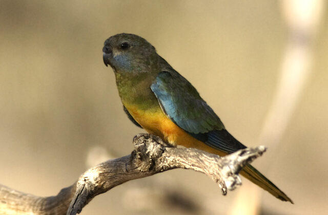 Scarlet-chested Parrot