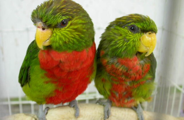 Yellow-billed Lorikeet