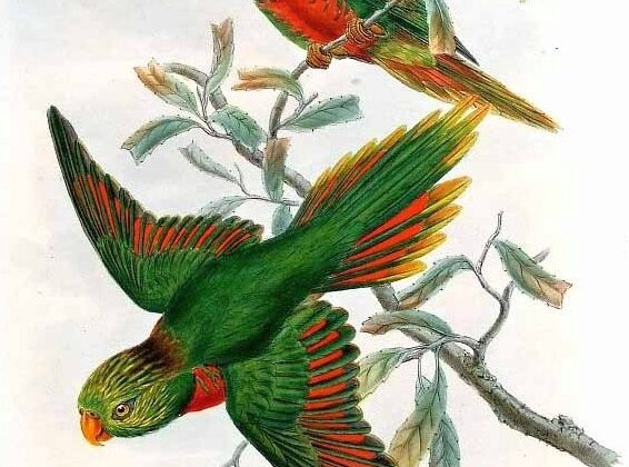 Orange-billed Lorikeet