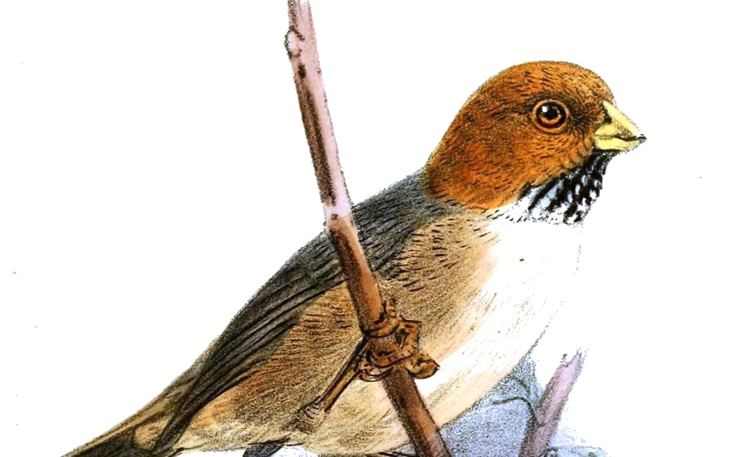 Short-tailed Parrotbill