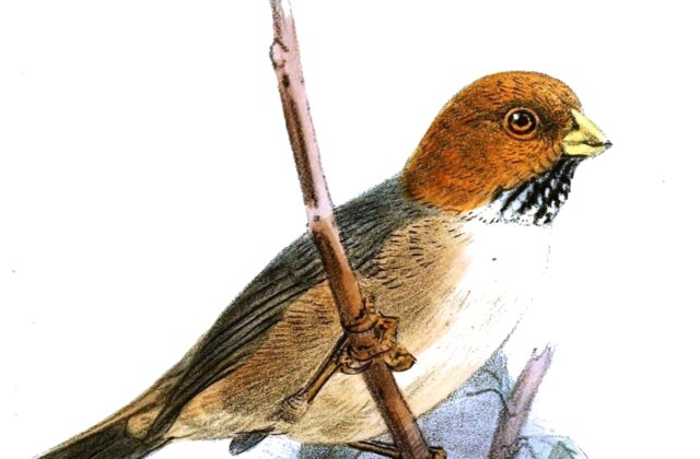 Short-tailed Parrotbill