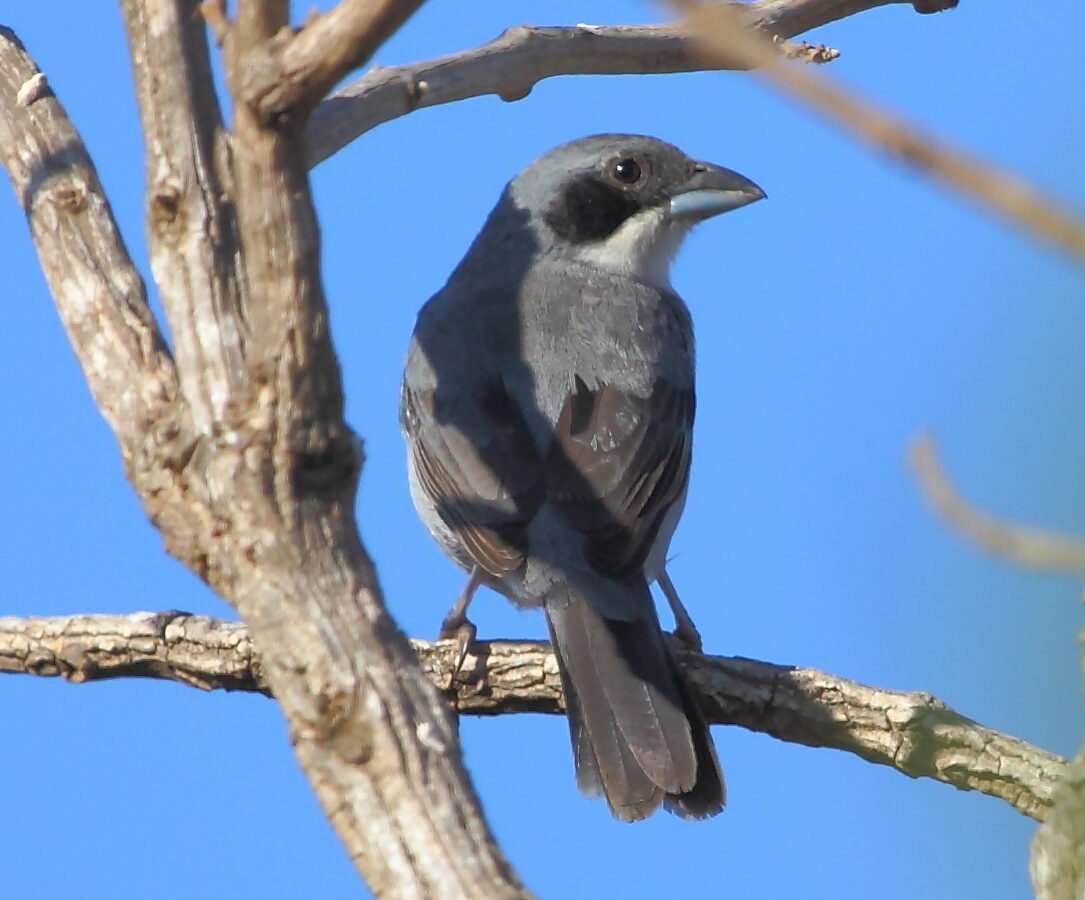 Shrike-like Tanager