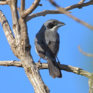 Shrike-like Tanager