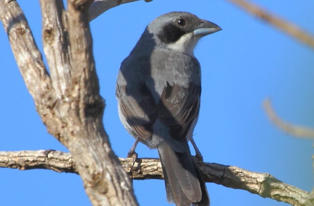 Shrike-like Tanager