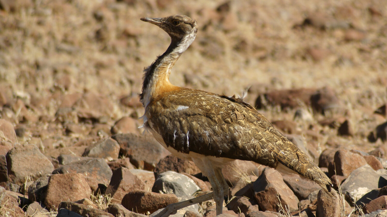 Ludwig’s Bustard