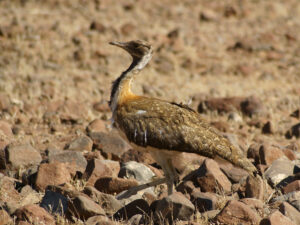 Ludwig’s Bustard