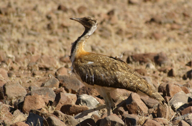 Ludwig’s Bustard